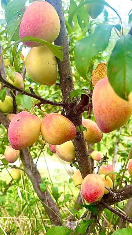 Field Tiny Home - Fruit & Sunset - Foster Accommodation 2