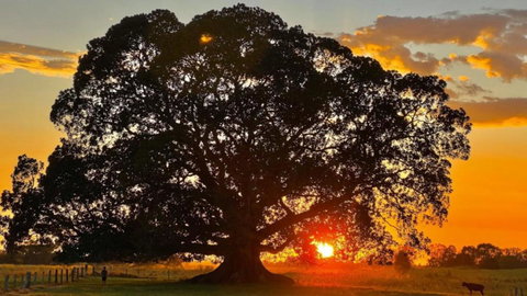 Fig Tree Farm Cottage - Riverfront Retreat On The Manning River - Foster Accommodation 4