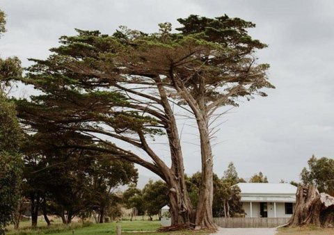 Falmouth Cottage - Dog Friendly Beachside Getaway 2,5 Acres - Foster Accommodation 1