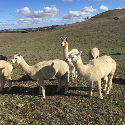 GOULBURN ALPACA FARM STAY - Foster Accommodation 0