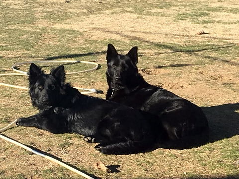 Alpine Country Motel - Foster Accommodation 2