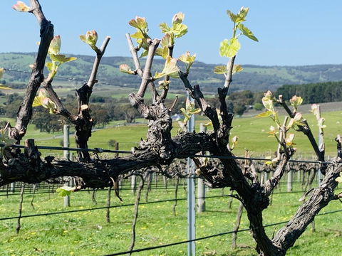 Amongst The Vines Deluxe Retreat - Foster Accommodation 1