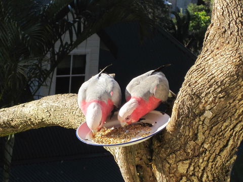 Avoca Breezes - Foster Accommodation 2