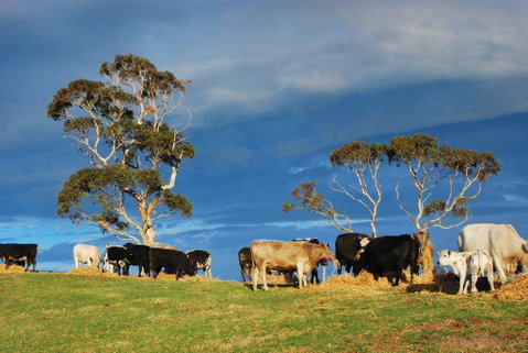 Back Valley Farm Stay Bed And Breakfast - Foster Accommodation 2