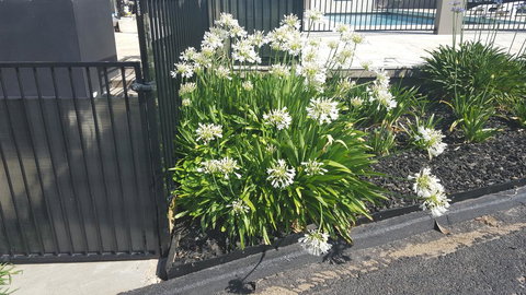 Bathurst Gold Panner - Foster Accommodation 1