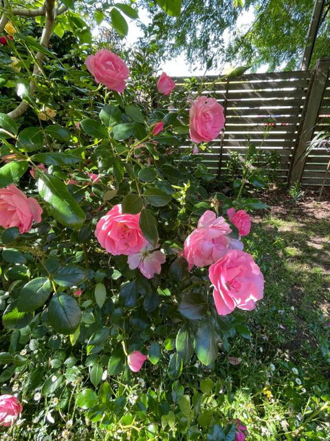 Rosehaven On Rosebud - Foster Accommodation 1