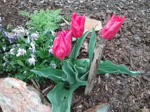 Blueberry B&B - Foster Accommodation 3