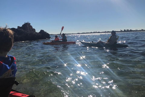Penguin Island And Fremantle - Canoe, Chocolate & Coffee - Foster Accommodation 1