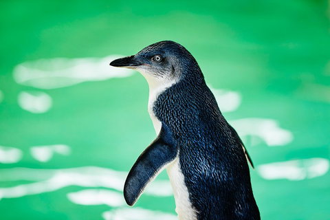 Penguin Island And Fremantle - Canoe, Chocolate & Coffee - Foster Accommodation 4