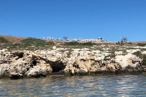 Penguin Island And Fremantle - Canoe, Chocolate & Coffee - Foster Accommodation 5