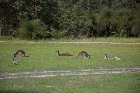 Yanchep & Lancelin - Wildlife, Cave And Sands - Foster Accommodation 0