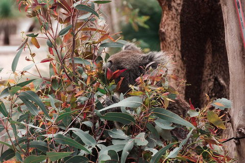Yanchep & Lancelin - Wildlife, Cave And Sands - Foster Accommodation 1