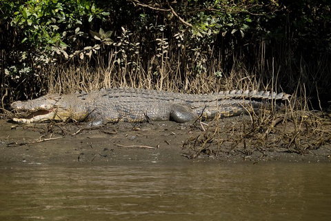 5-Day Best Of Cairns With Daintree, Kuranda, And Great Barrier Reef - Foster Accommodation 5