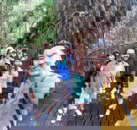 Cairns 4WD Waterfall and Rainforest Tour Including Kuranda Scenic Railway - Foster Accommodation