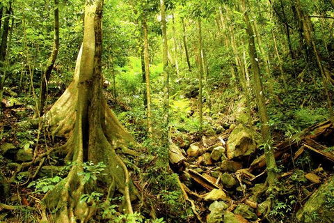 Cairns 4WD Waterfall And Rainforest Tour Including Kuranda Scenic Railway - Foster Accommodation 1