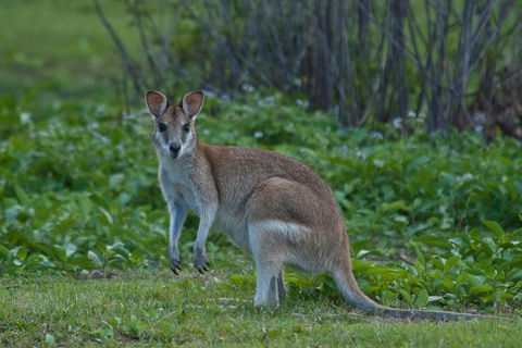 Cairns 4WD Waterfall And Rainforest Tour Including Kuranda Scenic Railway - Foster Accommodation 2