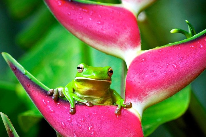 Cairns QLD Foster Accommodation