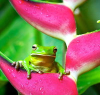 3-Day Best of Cairns Combo The Daintree Rainforest Great Barrier Reef and Kuranda - Foster Accommodation