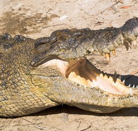 4-Day Cairns Ultimate Combo Daintree Rainforest Reef Kuranda  Paronella Park - Foster Accommodation