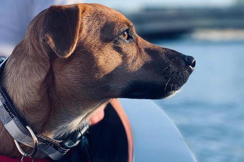 1.5-Hour Boat Rental In Melbourne - Foster Accommodation 0