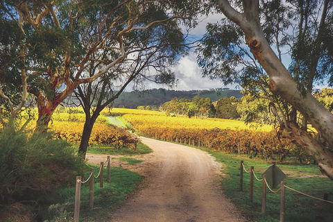 McLaren Vale Winery Small Group Tour With Wine Tasting And Lunch - Foster Accommodation 1