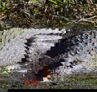 Full Day Tour in the Daintree - Foster Accommodation