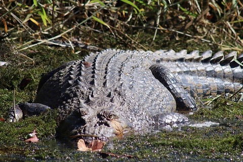 Full Day Tour In The Daintree - Foster Accommodation 0