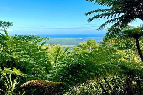 Full Day Tour In The Daintree - Foster Accommodation 5