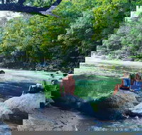 Afternoon Half-Day Daintree Rainforest and River Tour - Foster Accommodation