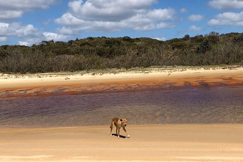 Pippies 3 Days 2 Nights Fraser Island Tour - Foster Accommodation 2