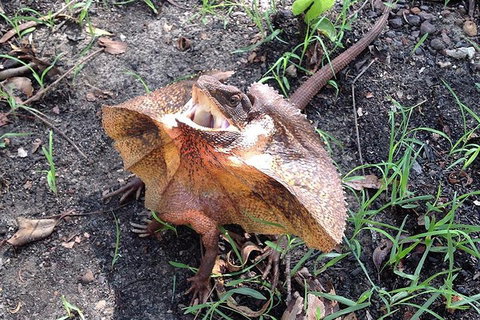 Litchfield National Park And Jumping Crocodile Cruise - Foster Accommodation 1