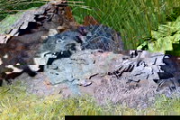 Private Blue Mountains Tour with Kangaroo and Koala Experience, Sydney