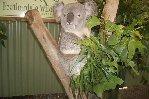 Full-Day Private Blue Mountains Tour With River Cruise - Foster Accommodation 2