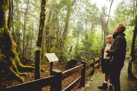Full-day Springbrook National Park Tour From The Gold Coast - Foster Accommodation 1
