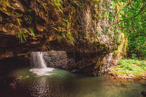 Full-day Springbrook National Park Tour From The Gold Coast - Foster Accommodation 4