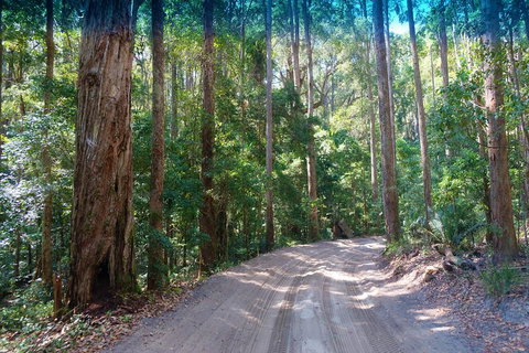 Fraser Island 4WD Tour From Rainbow Beach - Foster Accommodation 4
