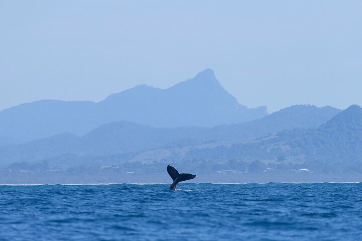 Byron Bay NSW Foster Accommodation