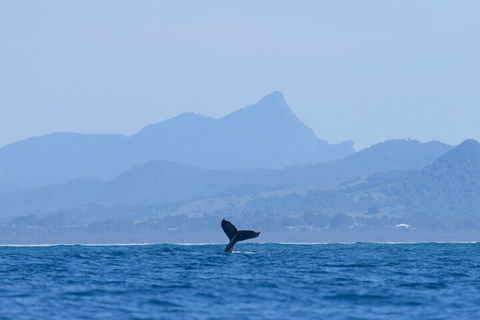 The Byron Bay Sea Kayak Tour - Foster Accommodation 0