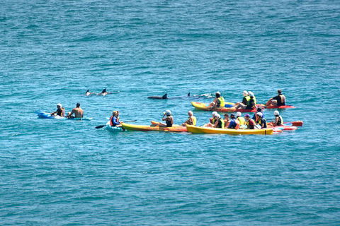 The Byron Bay Sea Kayak Tour - Foster Accommodation 1
