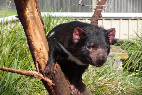 Tasmania 4 Day East Coast + Launceston - Foster Accommodation 2