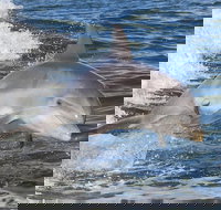 Noosa Oceanrider Scenic Dolphin Safari - Foster Accommodation