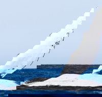 2-Hour Guided Whale Watching Tour at Noosa - Foster Accommodation