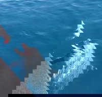 Noosa Thriller - 500hp Ocean Adventure Ride - Foster Accommodation