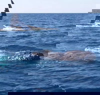 Noosa Whale Watching - Foster Accommodation