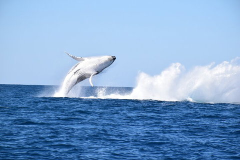 Noosa Whale Watching - Foster Accommodation 1