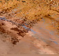 Scenic Flight Lizard Safari - Foster Accommodation