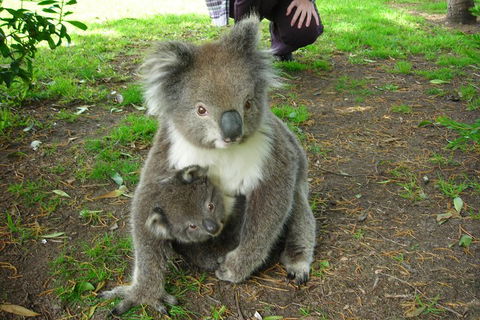 3-Day Private Adelaide To Melbourne Tour - Foster Accommodation 5