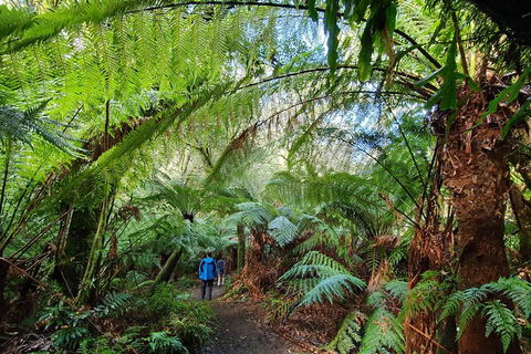 3-Day Adelaide To Melbourne Tour Including The Great Ocean Road - Foster Accommodation 2