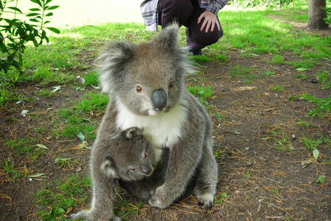3-Day Adelaide To Melbourne Tour Including The Great Ocean Road - Foster Accommodation 3