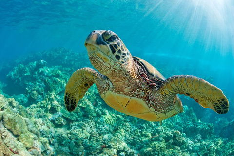 All Inclusive Tangalooma Wrecks Cruise Tour From Gold Coast - Foster Accommodation 4